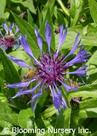 Centaurea montana 'Presley's Blue Hawaii'